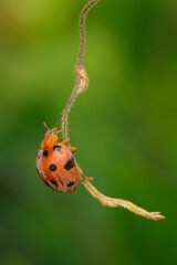 Ladybug insect closeup view