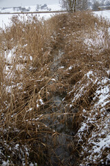 Gräßer mit Schnee bedeckt im Winter