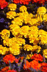 Yellow marigold flowers in a garden in summer nature background