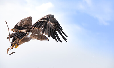 Steppe eagle (Aquila nipalensis) during falconry training.