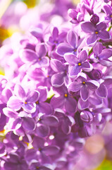 Purple lilac flowers closeup in spring nature background