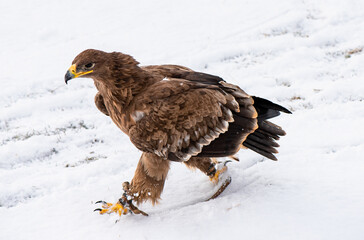walking Steppe eagle (Aquila nipalensis) during falconry training.