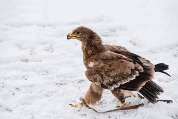 walking Steppe eagle (Aquila nipalensis) during falconry training.