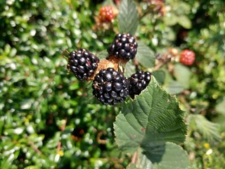  Wild blackberry bush in the garden