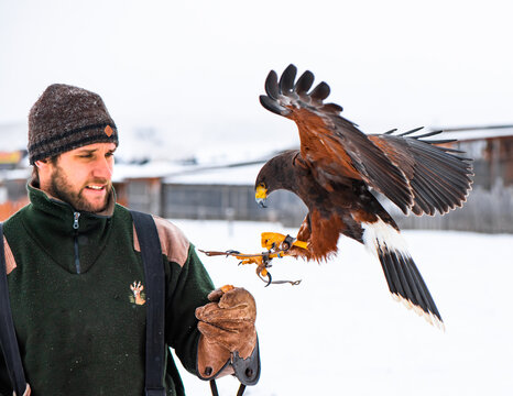 the most intelligent bird of prey, Harris hawk (Parabuteo), during falconry training. - Powered by Adobe