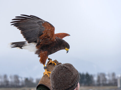 the most intelligent bird of prey, Harris hawk (Parabuteo), during falconry training.