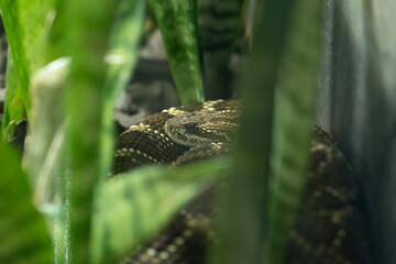 cobra, veneno, milho