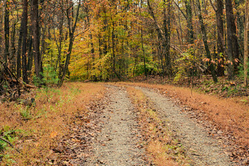 Rainy Autumn Day on a Country Driveway