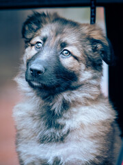 Portrait of a german shepherd puppy dog