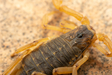 escorpião amarelo, brasil, brazil