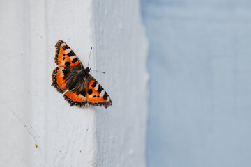 Fototapeta na wymiar Butterfly on a white background