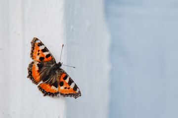 Fototapeta na wymiar Butterfly on a white background