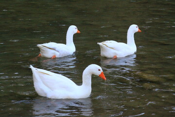 hermoso patos blancos bañandose en el rio y nadando
