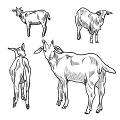A set of goats in different angles