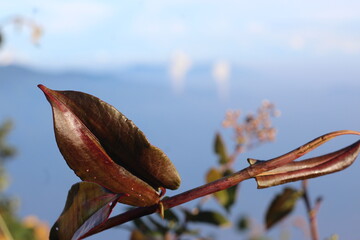 magnolia flower in the spring