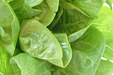 close up of fresh green cod lettuce vegetable salad with drop of water background and texture