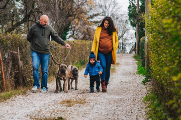 Naklejka na ściany i meble Family is taking a dogs for a walk and enjoying outdoor activities
