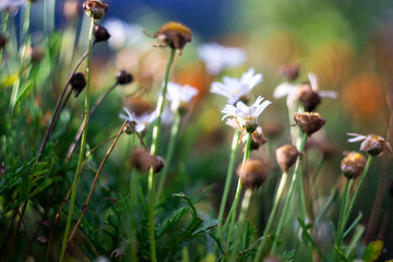 Motivation and Inspiration Positive Quote