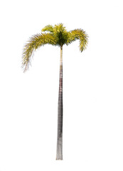 The betel tree for landscaping has a white backdrop.