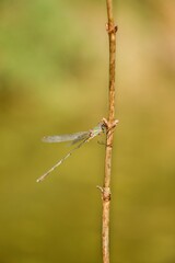 Dragonfly in the nature. Dragonfly in the nature habitat. Beautiful photo of dragonfly on blade, stem near to pond on sunny day
