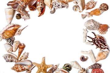 Frame made of seashells and starfishes isolated on a white background. Top view. Text space.