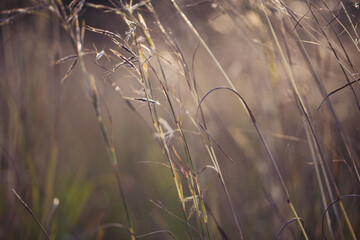 Close-up macro shot of dry grass with dew drops. Natural eco background. nature background. wallpaper grass
