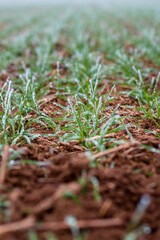 Agricultural plantation, field on freezing day - Close-up fields grow vegetables