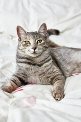 Fototapeta na wymiar Funny, cute, striped gray domestic cat playing with pink hearts on white blanket on bed. Veterinary and Internatinal cat day concept. Valentines Day cat. Selective focus.