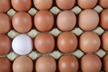 raw brown eggs and one white egg in a  carton packaging