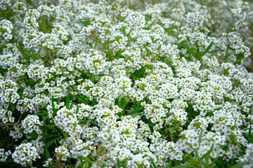 Alyssum flowers. Lobularia maritima flowers, close up. Floral pattern in meadow. Spring and summer white flowers background texture.