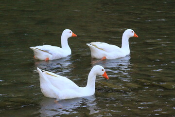 hermoso patos blancos bañandose en el rio y nadando
