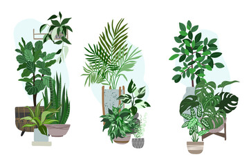 Three house plants sets, potted tropical plants