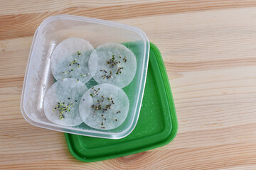 Basil seed germination on wet cotton pad. Seedling preparation of basil. Spring. Harvest.	
