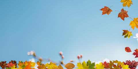 Falling autumn maple leaves natural background .Colorful foliage backgound image