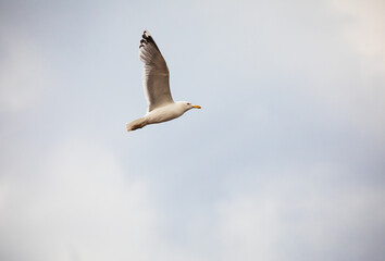 seagull in flight