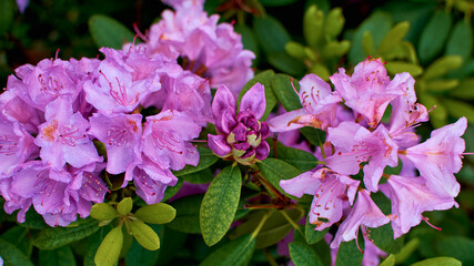 Rhododendron purple. Bud, blooming and seeing, all stages of flower growth in one photo. Azalea soda. Dew drops on flowers