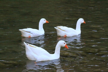 hermoso patos blancos ba&ntilde;andose en el rio y nadando