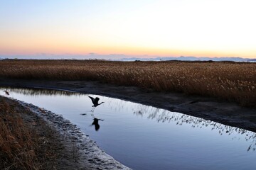 sunset over the river and a bird