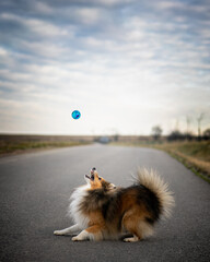 Dog playing with ball