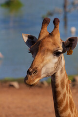 portrait of a giraffe's head in the safari .