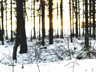 Fototapeta premium Sunset 2