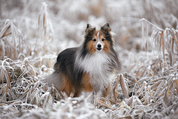 dog in snow