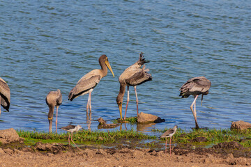 A group of cranes migrated and rest on the lake or swamp.