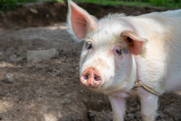 White pig on outdoor pasture of farm. Ethical animal farming. Outdoor pasture for a piglet. Pink...
