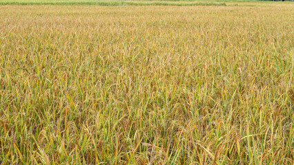 Yellow paddy fields in winter in Isan of Thailand.