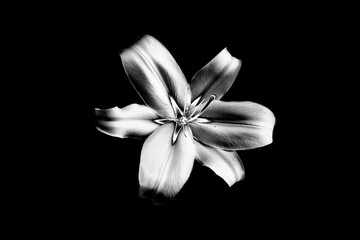 One silver lily flower on black background isolated close up, beautiful black and white single lilly on dark backdrop, gray floral pattern, monochrome design element, illustration, vintage decoration - obrazy, fototapety, plakaty