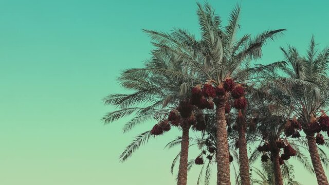 A palm trees against the backdrop of a blue sky