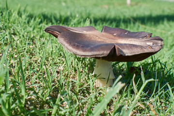 Primer plano de hongo sobre el pasto verde