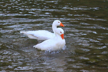 hermoso patos blancos bañandose en el rio y nadando