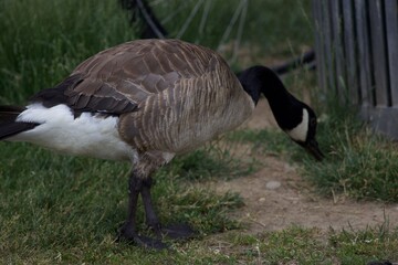 Goose at pier 4